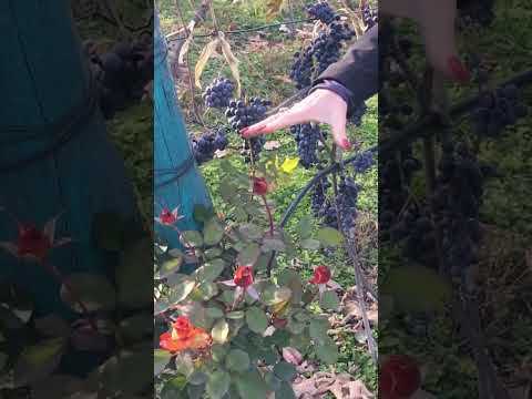 🇬🇪🍇Самый большой музей винограда в мире в Шуми, Кахетия, Грузия 🤩🔥