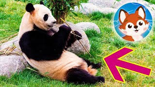 Травоядные Животные Для Детей. 🐼 Познавательное Видео На 2 Минуты, 🐘 Часть 4