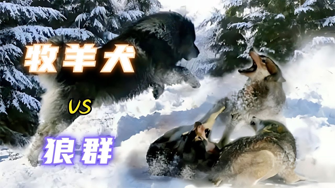 真實影像：牧羊犬和狼誰比較厲害，紀錄片攝影師親臨草原、給出答案