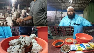 Special Goat Diet Laddu Preparation And Feeding At Al-Yum Goat Farm.