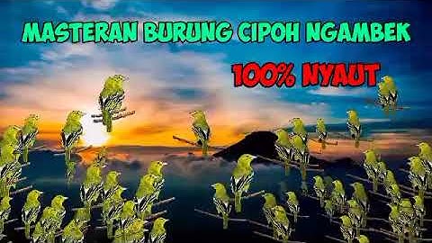 masteran untuk cipoh macet bunyi /sirtu males bunyi