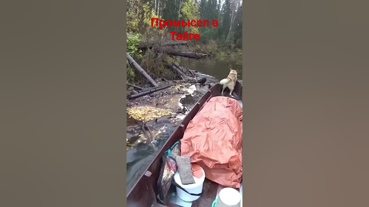 Опасный путь по реке в таёжную избу #наприродевкоми #походпореке #жесть
