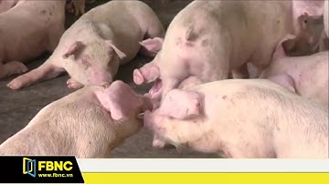 FBNC - TRUY XUẤT NGUỒN GỐC THỰC PHẨM : TPHCM CÓ QUÁ NÔN NÓNG?