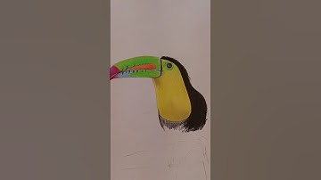 Keel Billed Toucan Drawing #birds #youtubeshorts #reels #trending #shorts