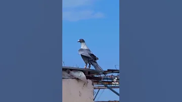 طير اني اهوا السما ومتعلق بسجان 