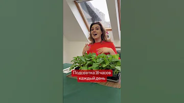 Основные секреты выращивания редиски 🤗