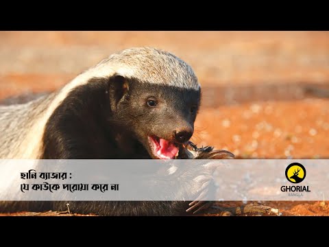 ভিডিও: মধু ব্যাজার একটি শিকারী প্রাণী। ধরন এবং আচরণের বর্ণনা