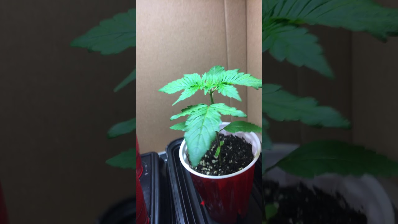 Beginner grow CFL lights