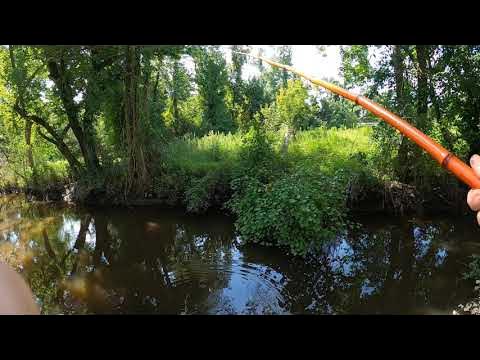 CANE POLE FISHING CHALLENGE - Multi-species Spillway Action! 