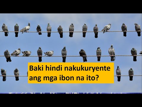 Video: Bakit Ang Mga Ibon Ay Nakaupo Sa Mga Wire At Hindi Nakuryente: Mga Katotohanan