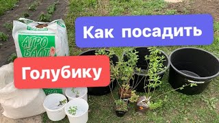 Как правильно посадить голубику ￼