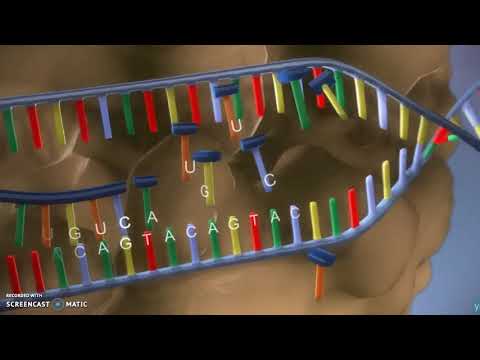 Video: Forskjellen Mellom Proteinsyntese Og DNA-replikering