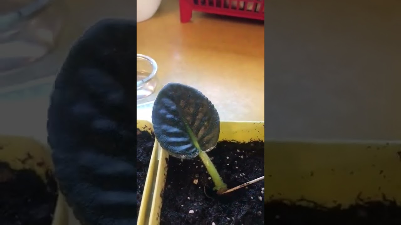 Growing Violets From leaves YouTube Growing Violets From leaves YouTube