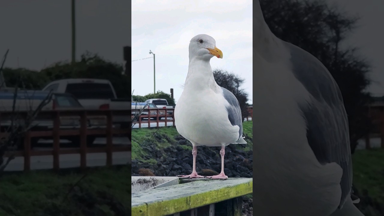 Seagull Eagerly Waiting By The Fish Cleaning Station 