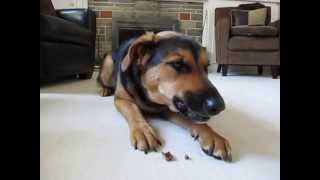 German Shepherd Lab mix enjoying a dental chew