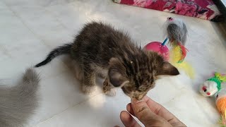 Rescue Stray Kitten Not Eating Anything His Foster Mother Is Not Interested In Him Anymore