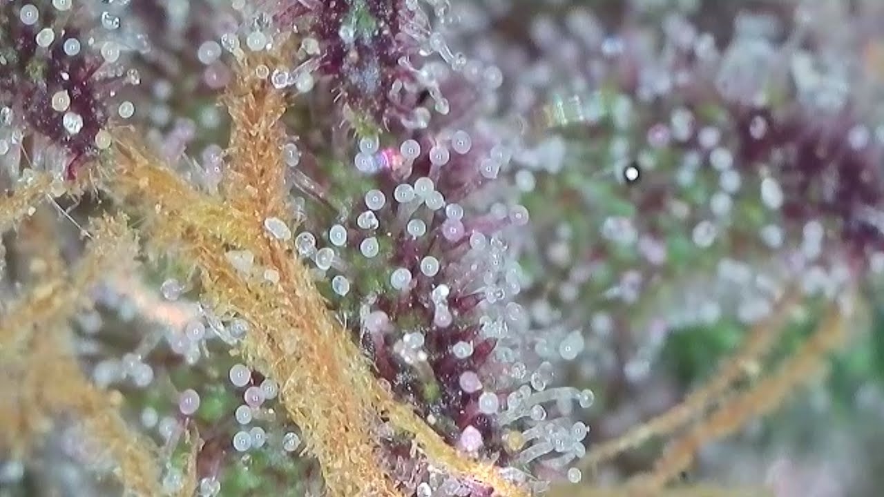 What determines the time to Harvest ? TRICHOMES DO!