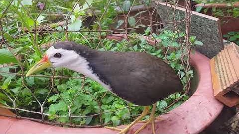 Quốc kêu. Burung ruak ruak wak wak