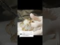 骨格標本ご依頼時の発送#いのししの人 #骨格標本