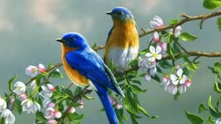 BEAUTIFUL BIRD VOICES || BIRDS PLAYING IN THE WILD