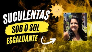 Suculentas Sob O Sol E A Onde De Calor.