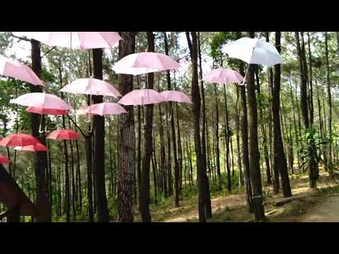 Wisata Hutan Pinus Puncak Becici Wisata Hutan Pinus Puncak Becici