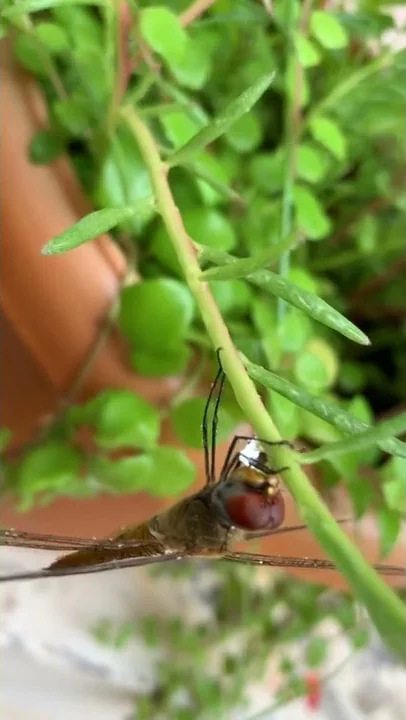 (Pantala flavescens) Taking Water  | Arun Jayakuma...