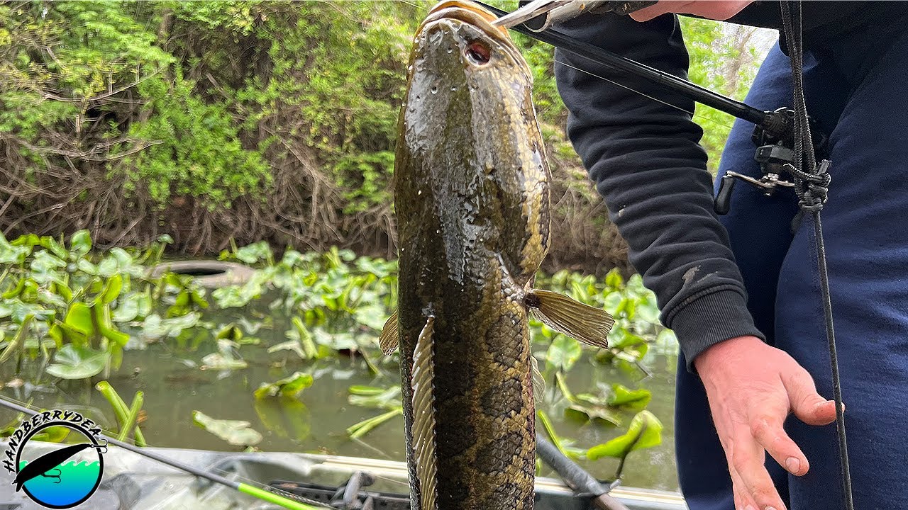 Sight Fishing Northern Snakehead In Hidden New Jersey Swamps #Delawareriver