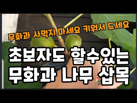 무화과"나무 삽목해서 실컷 따먹는 비법!! (묘목 세그루를 30그루로 빨리 만드는법) #무화과나무삽목하는방법 #무화과나무재배하는법 #무화과나무키우기 #무화과나무삽수 #과일나무삽목