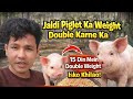 Piglet ko jaldi boda korna hy tho ye khilao 15 din mey double weight 
