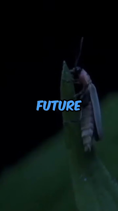 We Won't be Able To See Fireflies In The Near Future☠️