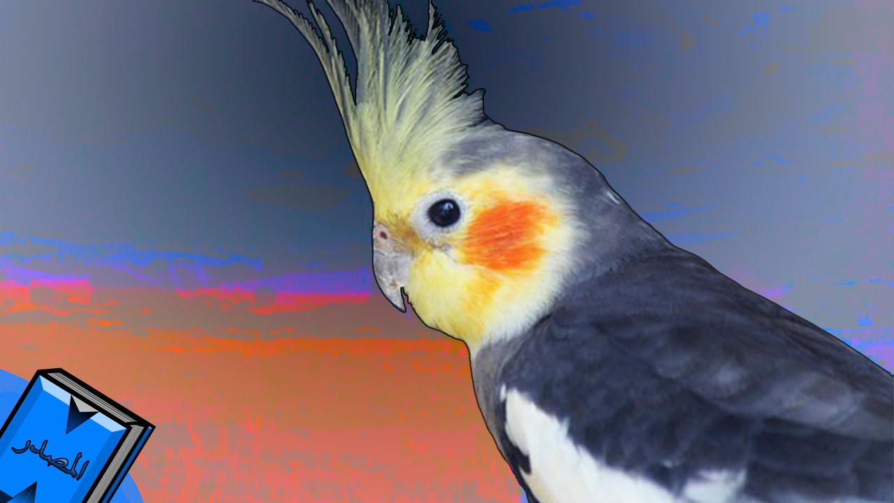 افضل انواع طيور الكوكتيل – strosaliaparish.org