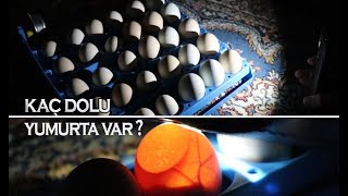 KAÇ YUMURTA DOLU? 12. GÜN DÖL KONTROLÜ YAPMAK !