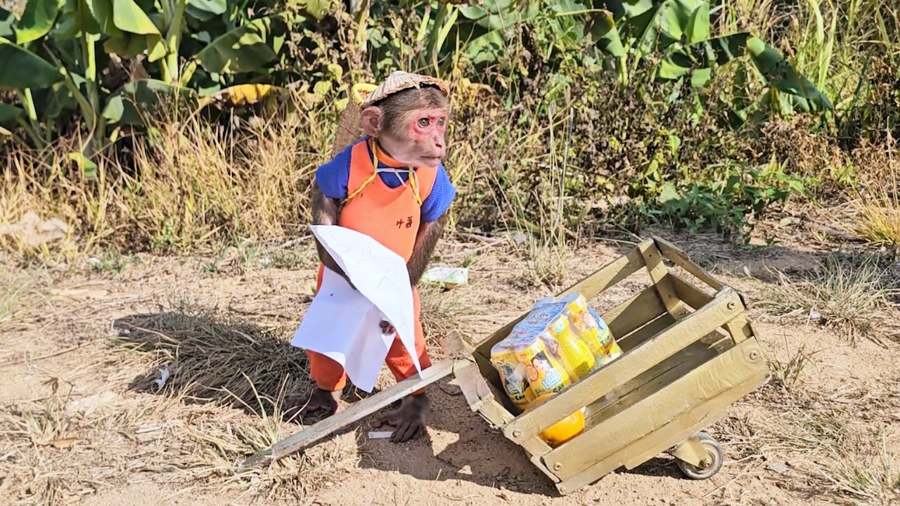 Super Navigator! SU's Forest Adventure with Hand Drawn Map!