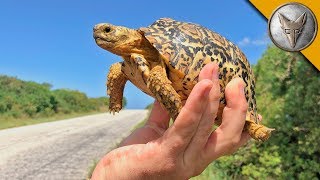 Tiny Tortoise Dodges Traffic!