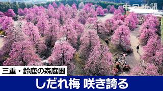 優雅な甘い香りのしだれ梅 鈴鹿の森庭園で見頃に 三重県鈴鹿市