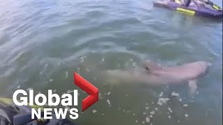 Video shows jet skiers rescuing trapped dolphin from fishing net in Florida