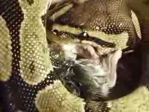 pet snakes and dogs ball python eating wonderful