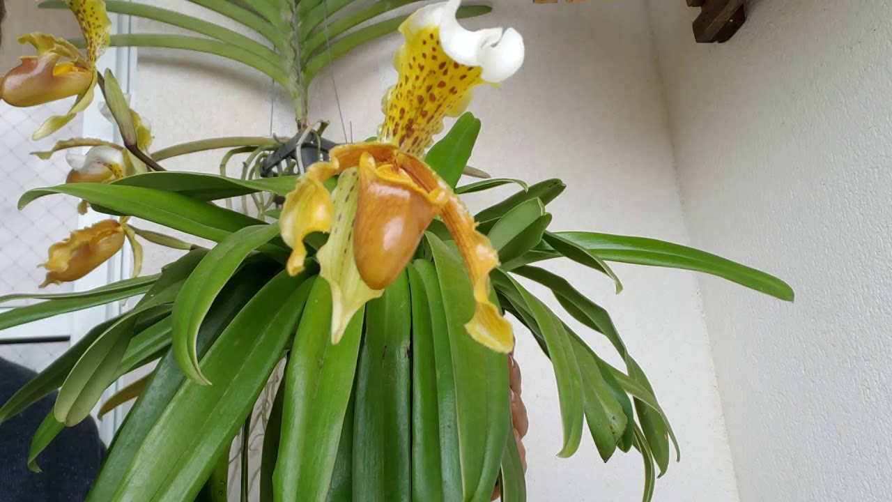 Orquídea paphiopedilum leeanum 