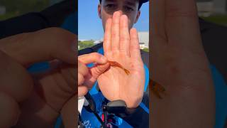 Самая лучшая оснастка для мелкого хищника #спиннинг #рыбалка #окунь