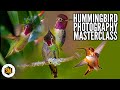 Hummingbird photography masterclass  everything you need to know