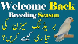 how to prepare birds for breeding season. how to get good breed - Video No 560 screenshot 4