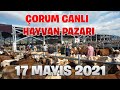 KAPANMADAN SONRAKİ İLK PAZAR , İLK FİYATLAR !!! | ''ÇORUM'' Canlı Hayvan Pazarı