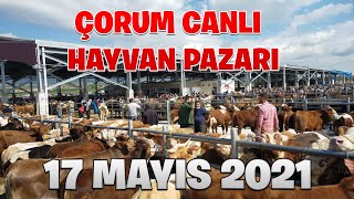 KAPANMADAN SONRAKİ İLK PAZAR , İLK FİYATLAR !!! | ''ÇORUM'' Canlı Hayvan Pazarı