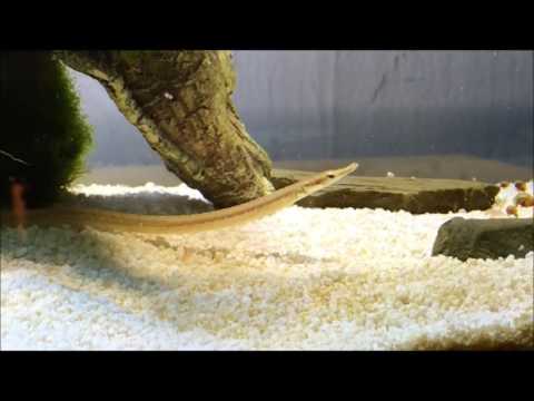 microphis deocata breeding dance