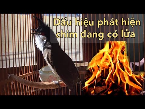 DẤU HIỆU CHIM CHÀO MÀO ĐANG CĂNG LỬA , CÓ LỬA , VÀO LỬA - YouTube