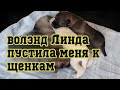 Щенки волэнда. Линда пустила к щенкам. Норд дома.