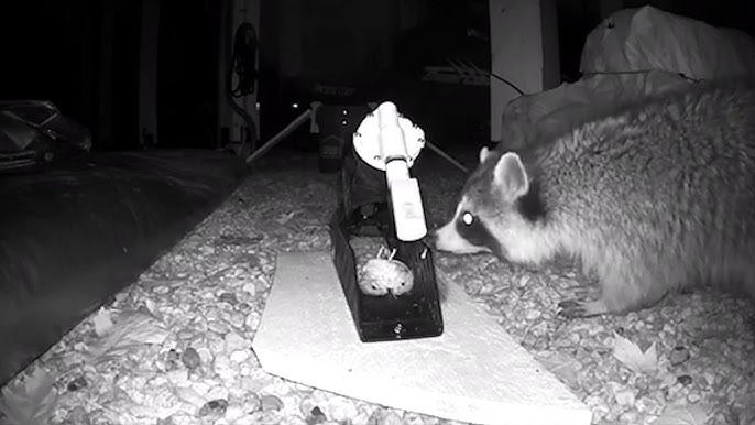 Raccoon Traps Tractor Supply | edu.svet.gob.gt