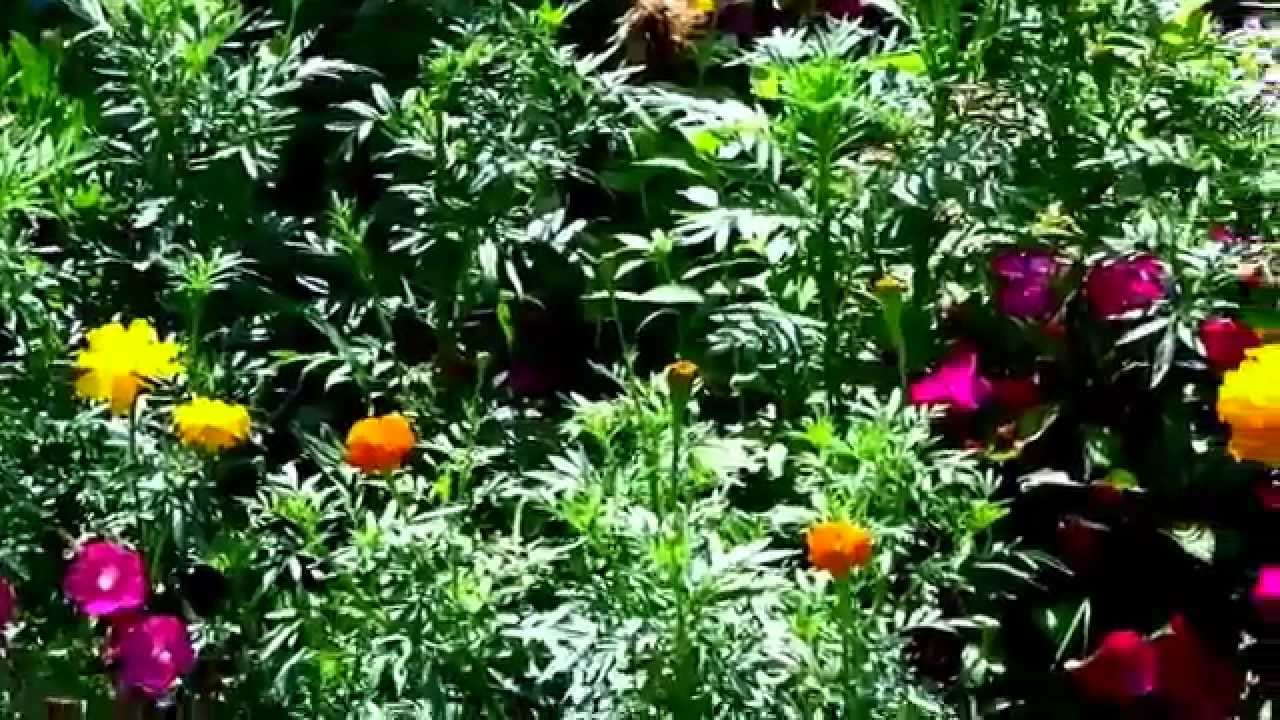 Explore Cornell - Home Gardening - Using Color in Flower Gardens
