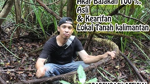 Akar Bajakah dan Kearifan Lokal Tanah Kalimantan